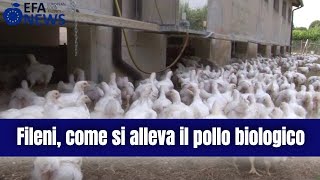 In occasione della presentazione del progetto di rigenerazione agricola Arca, di cui l'azienda marchigiana è partner importante, EFA News ha intervistato Massimo Fileni, Direttore Incubatoio, Mangimificio e Nuovi Progetti del Gruppo Fileni. L'azienda è uno dei principali produttori di pollo e carni bianche in Italia e negli ultimi anni si è caratterizzata per una forte spinta nelle produzioni biologiche. Fileni, come si alleva il pollo biologico