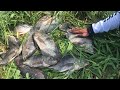 Mancing ikan nila babon || liar terbanyak