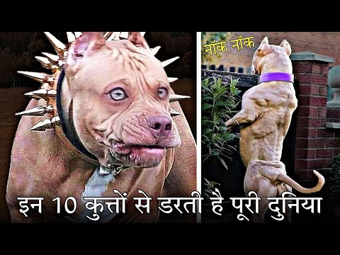 वीडियो: 2015/2016 के कुत्तों के लिए शीर्ष 10 शीतकालीन कोट