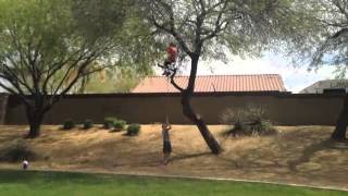 Extreme Tree Climbing