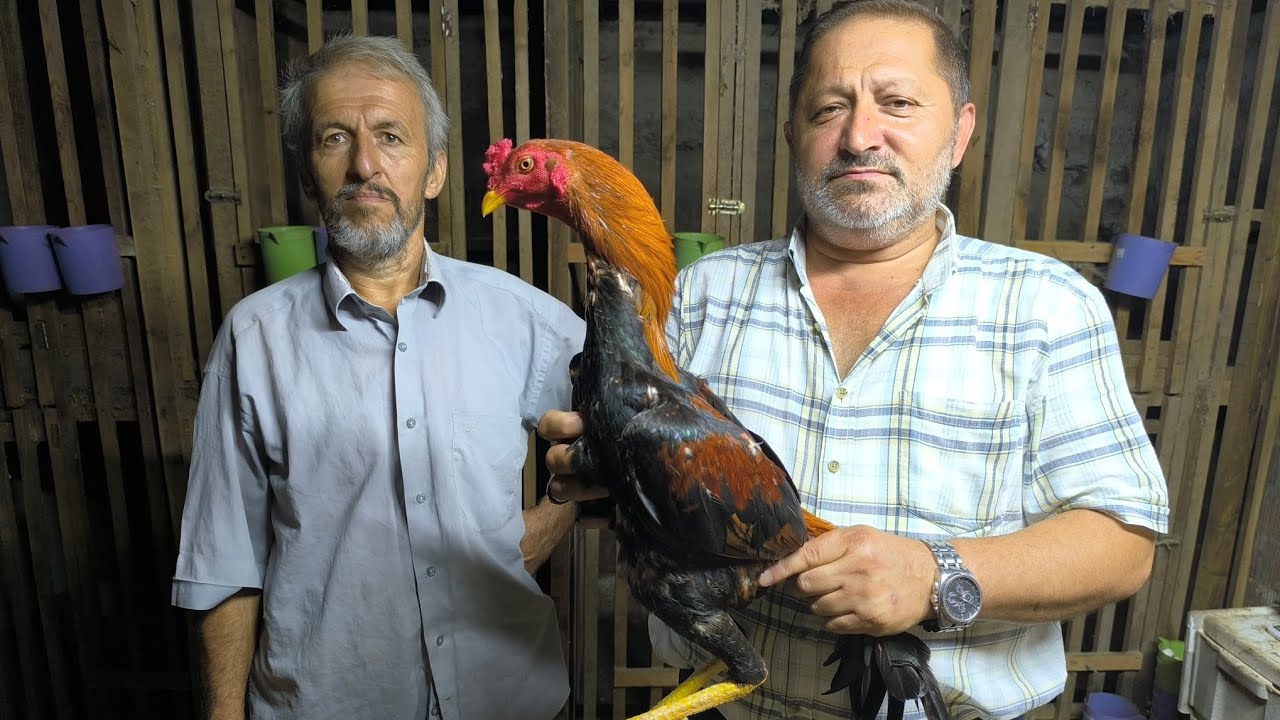 Yavru ile Kart Horoz Nasıl Ayırt Edilir? Yoğurtçu Salih Abi Anlatıyor.