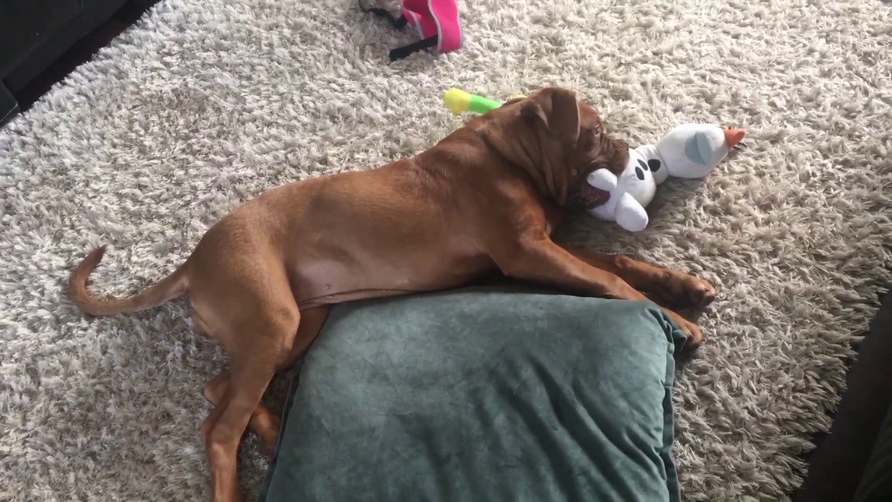 5 month old dogue de bordeaux