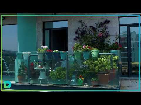 მწვანე აივანი Green Balcony