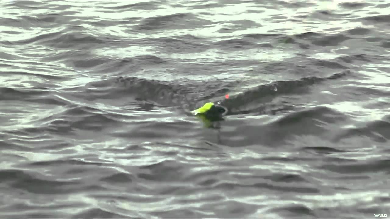 BC Outdoors Sport Fishing - Urban Fishing in Vancouver