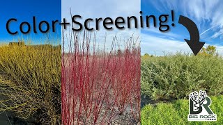 Colorful Screening - Red Osier Dogwood, Yellow-twig Dogwood & Dappled Willow