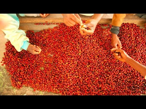 Bande-annonce de Café Kilimanjaro