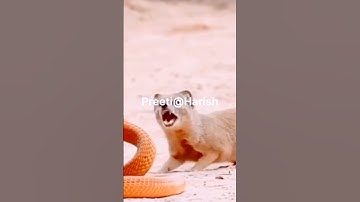 Mongoose Vs Snake||Snake fight||animals _fight||#short#snake