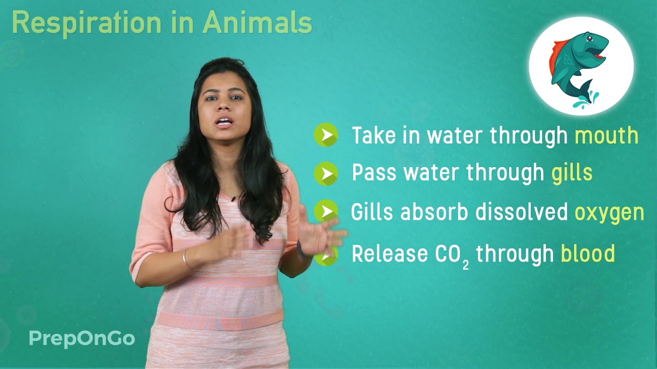 Life Process - 8 | Respiration In Animals | Cbse Class 10