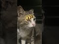 夜も毎日来てくれる地域猫のノラくん😺