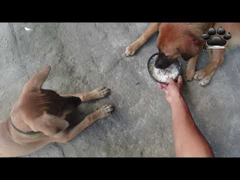 Video: Cara Memberi Makan Kepada Anjing Dengan Megaesophagus