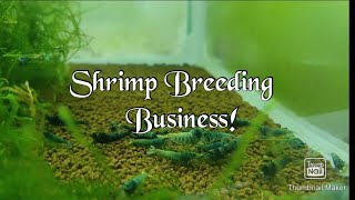 Shrimp Breeding for profit Business