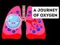 A Full Journey Through Your Lungs