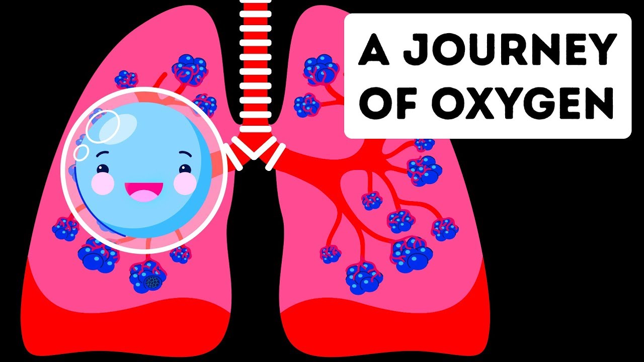 A Full Journey Through Your Lungs 