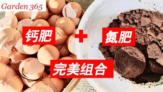 【钙肥氮肥】怎样用咖啡渣和鸡蛋壳做有机肥How to make fertilizers with egg shells and coffee grounds