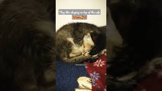 they like sleeping on top of the sofa 😻🥰🐈 #shorts #cat #kitten #catlover #trending #pets #sleep