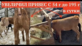 СТИМУЛЯТОР РОСТА ДЛЯ КОЗЛА В ДЕЛЕ #стимуляторростабык #стимуляторростабаран