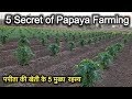 5 Secret of Papaya Farming |पपीता की खेती के 5 मुख्य बिंदु |पपीता की खेती की जानकारी |papaya farming