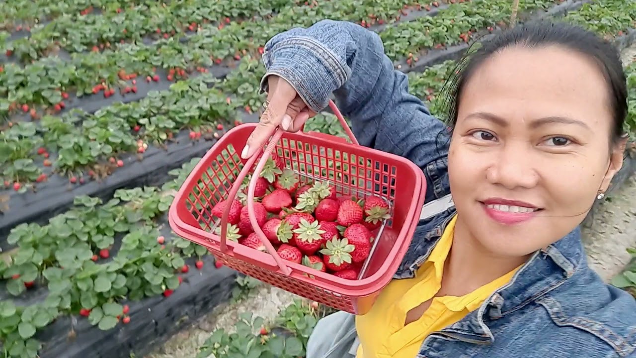 FANLING STRAWBERRY FARM / MANANG MAYYANG YouTube