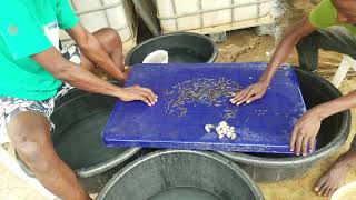 How To Sort Catfish Fries | Delivering 3,000 Ijebu Fingerlings To A Customer