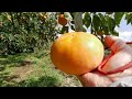 Chef Picks Large Persimmons at Tourist Orchards | R.I.P. Francis Nov. 6th