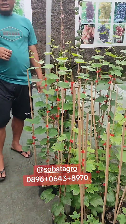 Perawatan Bibit Anggur | Agar Mulus & Subur 😍👍