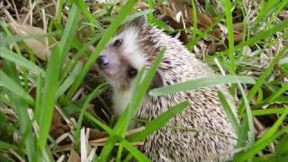 Spike Parmesan Houdini. Our Hedgehog.