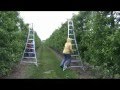 Large Orchard - Ladder Use Large Orchard - Ladder Use