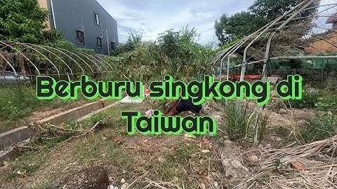 Keseruan memanen singkong di TAIWAN