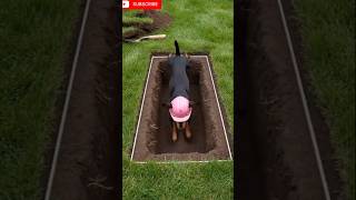 Smart Dog Builds an Underground Tracking House 🐶🏠⛏️ | Amazing AI Video