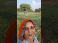 दोपहर के समय खेतो मे 🌿☘️✅️ #farmingjyotivlogs #trading #farming #reels #sorts #veel #kisan #tractor
