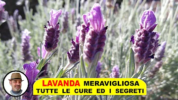 Quando viene tagliata la lavanda a Sale San Giovanni?