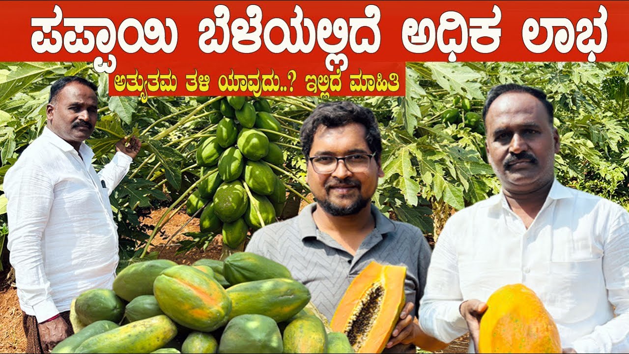 ಪಪ್ಪಾಯಿ ಕೃಷಿಯಲ್ಲಿದೆ ಅಧಿಕ ಲಾಭ।। ರೈತರ ಸವಾಲುಗಳೇನು..?