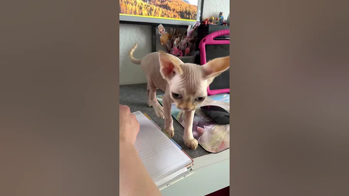 Video 6616971: devon rex boy, sweet devon rex, baby kittens growing, kitten happy, adorable kitten