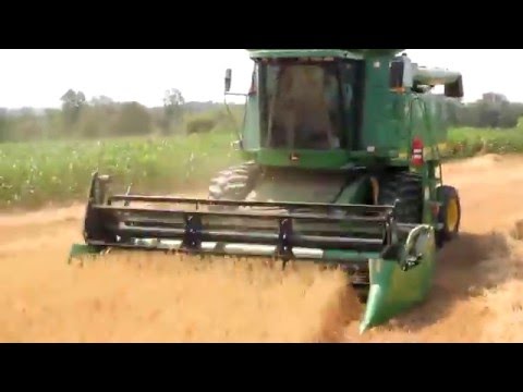 Video: Kontrol Oat Victoria Blight: Mengobati Victoria Blight Of Oats Crops