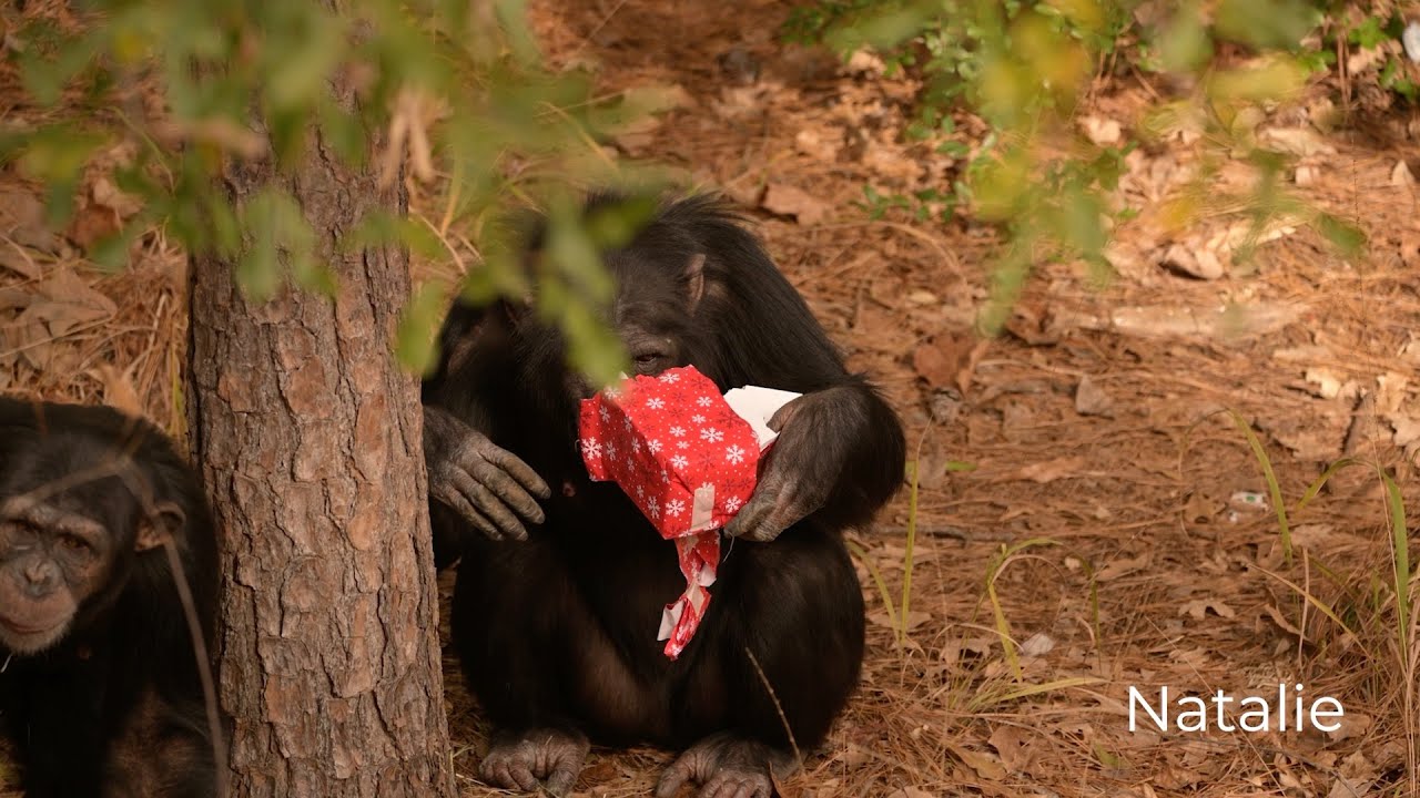 The chimps enjoy their holiday enrichment activities at the sanctuary