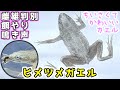 なんか小さくてかわいいカエルを観察してみよう！～雌雄判別・餌やり・鳴き声・etc～【ヒメツメガエル】