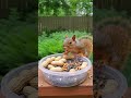Backyard Buffet: Blue Jay, Grackle, Squirrel &amp; Sparrows #wildlife #birds #squirrel