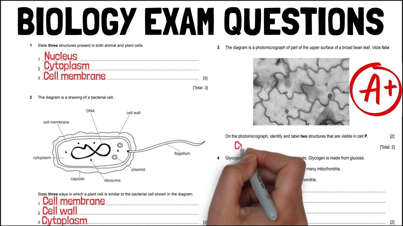 essays biology questions