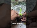 Aprende a cultivar tus alimentos 🍅🥬 en tu propia huerta hidropónica en c #hidroponía