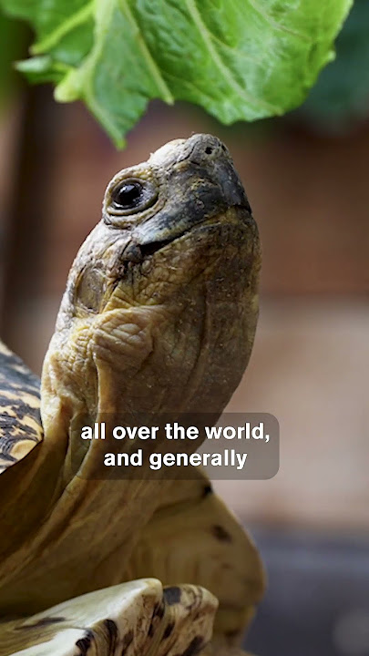 Turtles & Tortoises: What's the Difference