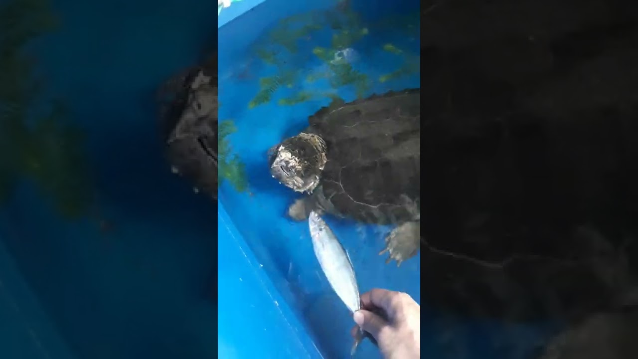 feed fury my alligator snapping turtle sardine 