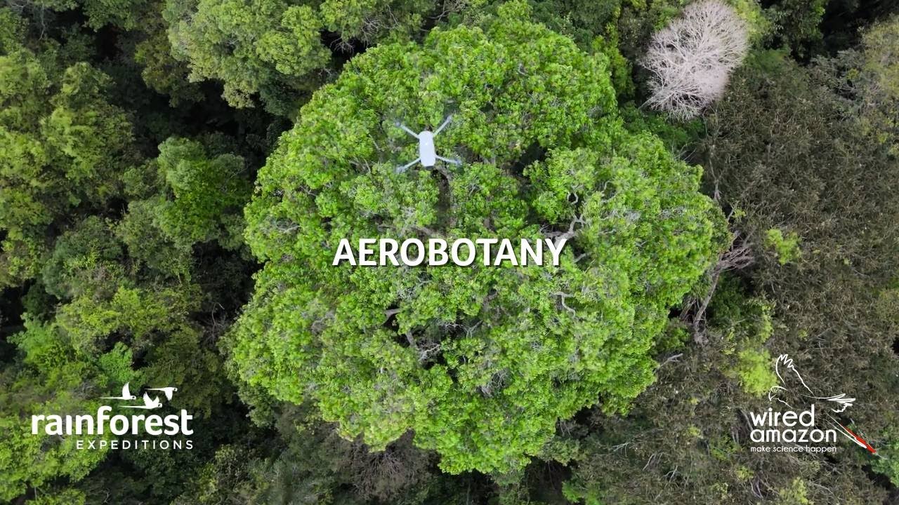 Exploring the Amazon Canopy in Tambopata with Aerobotany