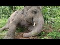 Kaavan Male Elephant Sleeping In The Jungle To Celebrate World Elephant Day - ElephantNews