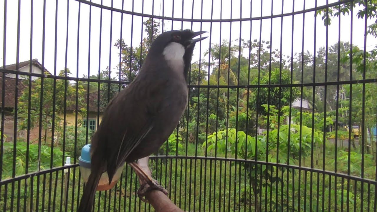 Laughingthrush (Poksay hongkong) Loud & Clear - Bird mastering Sound