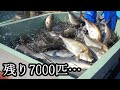 余ったカンパチが7000匹⁉︎コロナで売れ残ってしまった魚を救いたい。