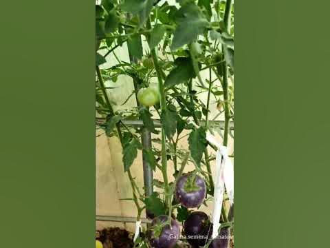 Томат "Яркий Самоцвет" (Lucid Gem) 🍅#помидоры#семенатоматов#сад#томаты ...