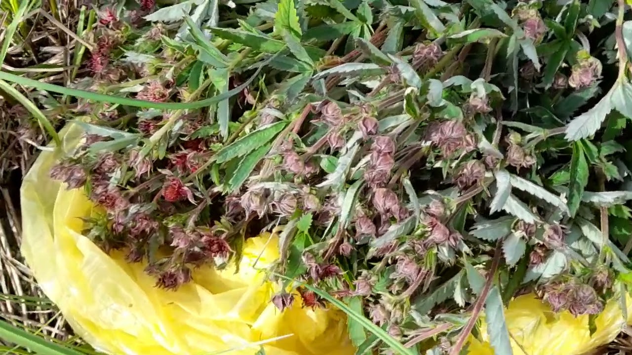 Пора собирать сабельник болотный (дикоп).