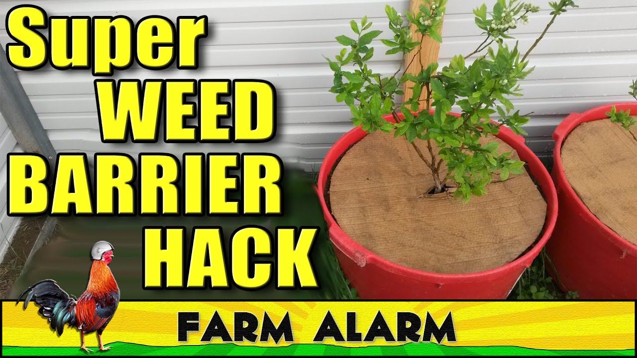 CARDBOARD WEED BLOCKER FREE HACK YouTube