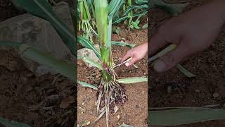 Pruning process of a plant#farmlife #satisfying #farming #automobile #asmr #gardening