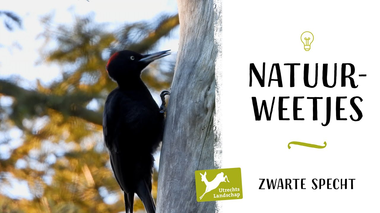 Natuurweetjes -  Zwarte specht
